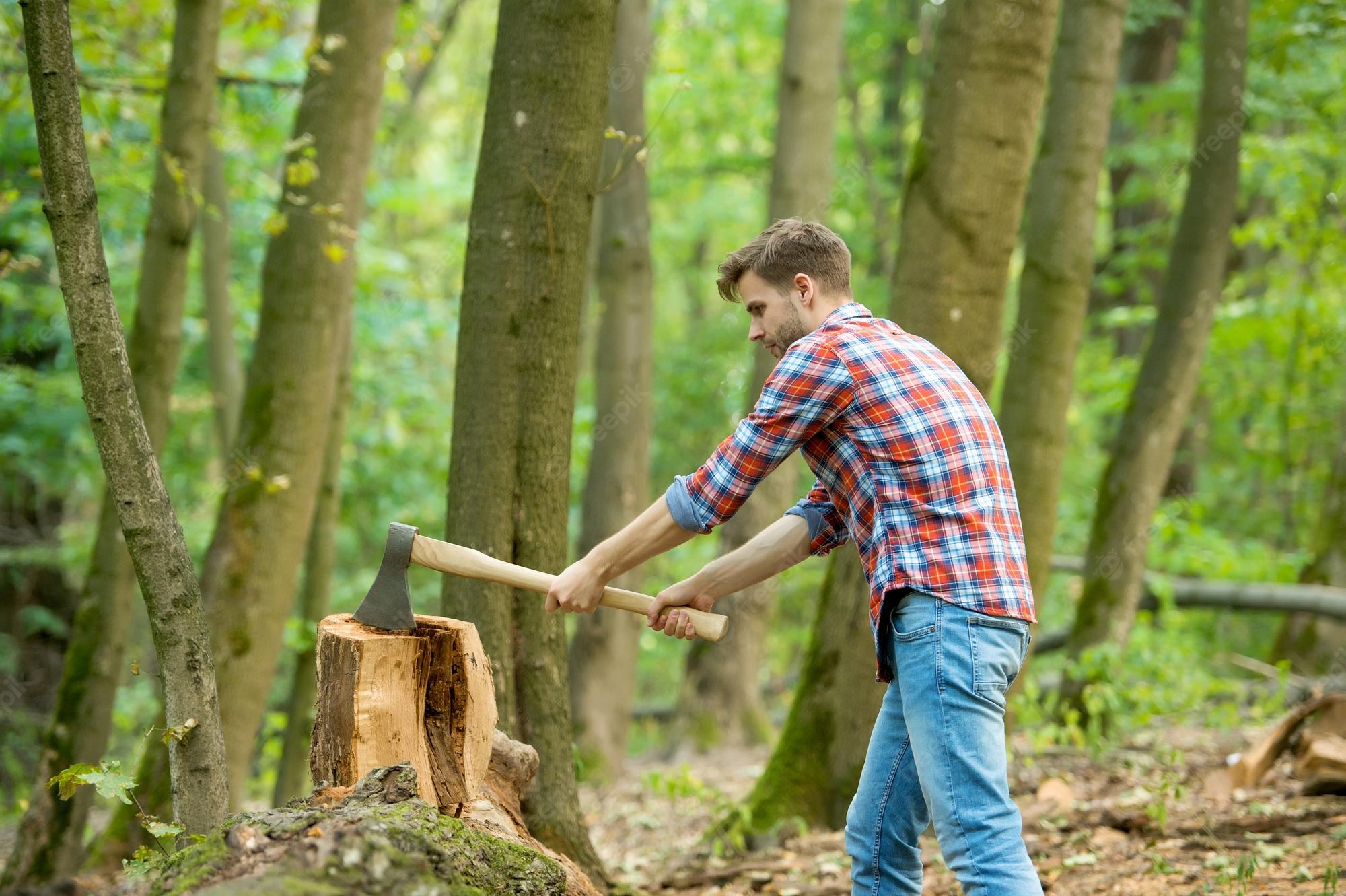 Gozeco Actualit S Et Informations A T On Le Droit De Couper Son Bois De Chauffage En For T